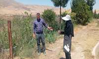 نظارت و ارزیابی آفات پنبه در شهرستان مانه 